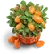 Kumquat Tree skin artwork